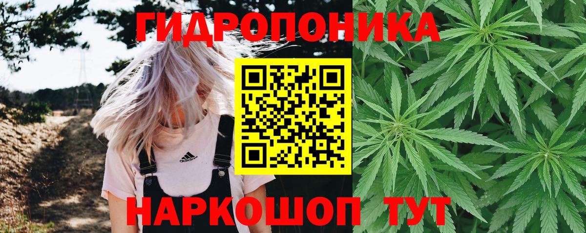 Канабис гибрид Нововоронеж